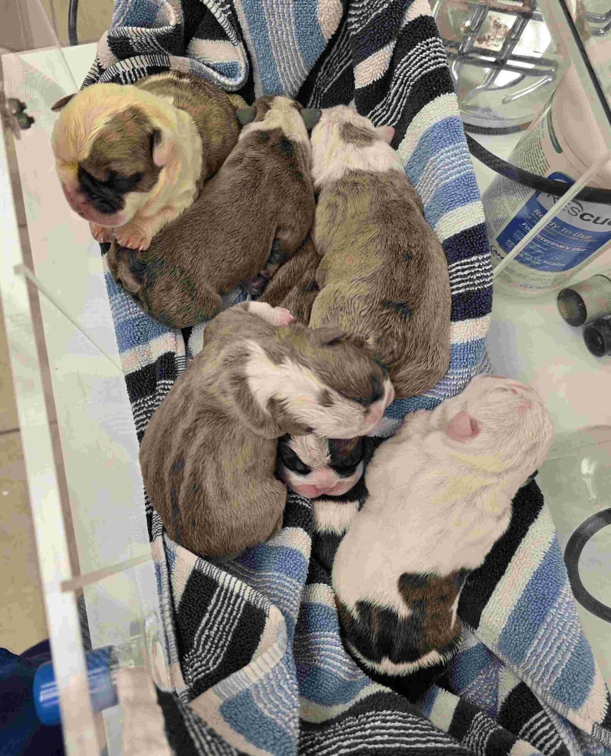 English Bulldog puppies 1 male 1 female left breeder image 8