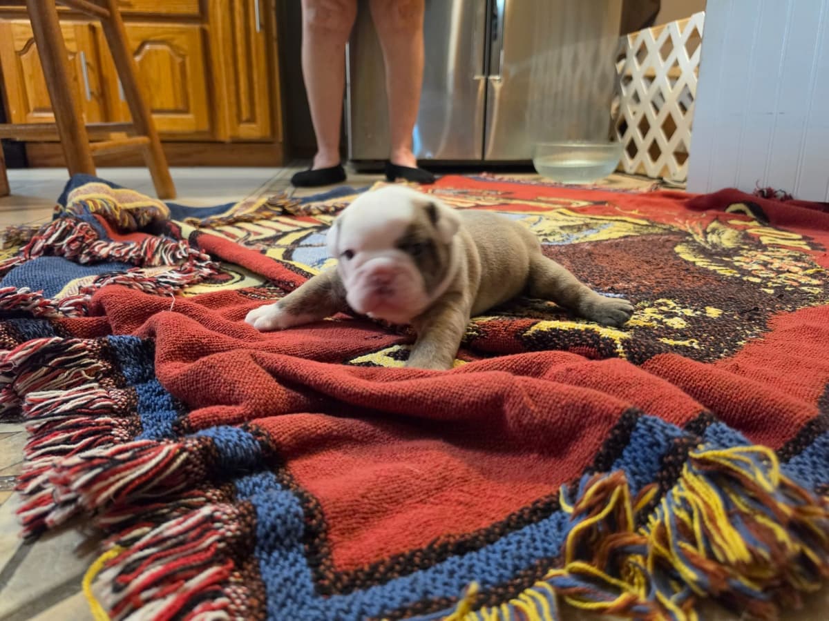 English Bulldog puppies 1 male 1 female left breeder image 9