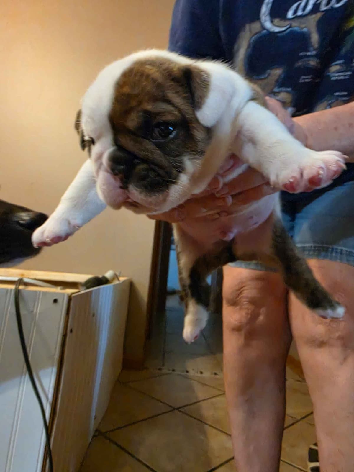 English Bulldog puppies 1 male 1 female left breeder image 10