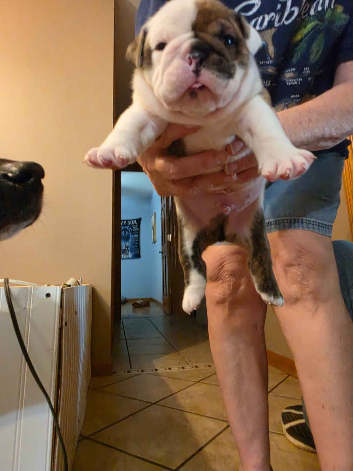 English Bulldog puppies 1 male 1 female left breeder image 11
