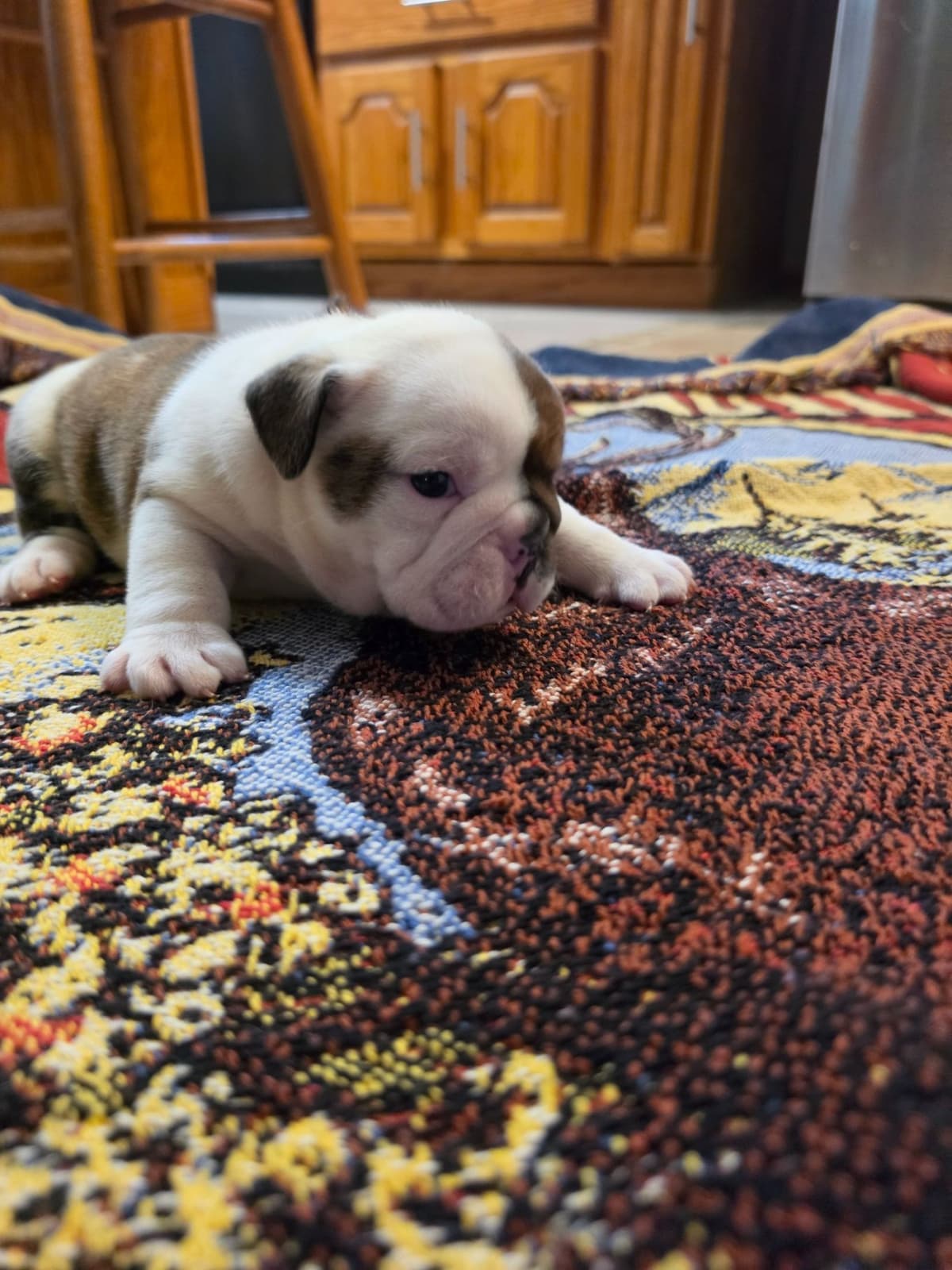 English Bulldog puppies 1 male 1 female left breeder image 12