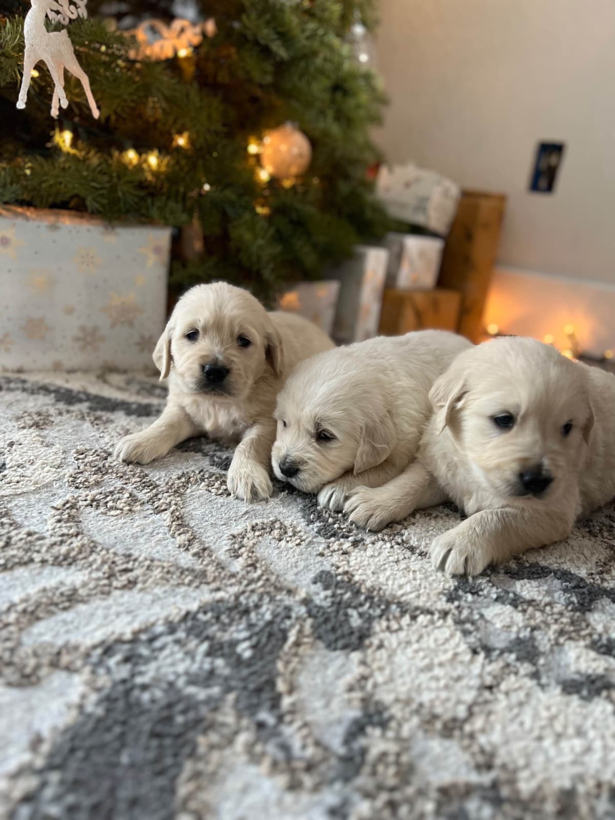 Poodle Puppies breeder image 1