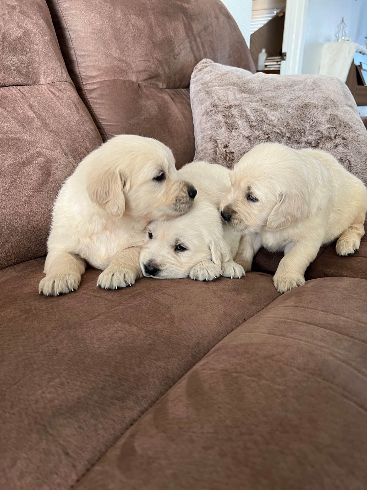 Poodle Puppies breeder image 3