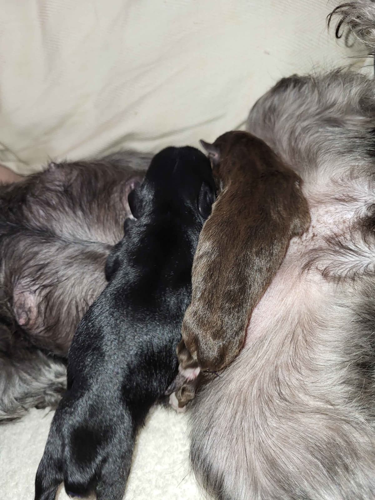 Miniature Schnauzer Puppies breeder image 1