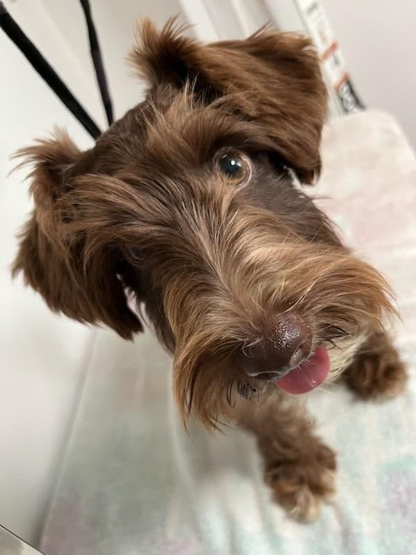 Miniature Schnauzer Puppies breeder image 3