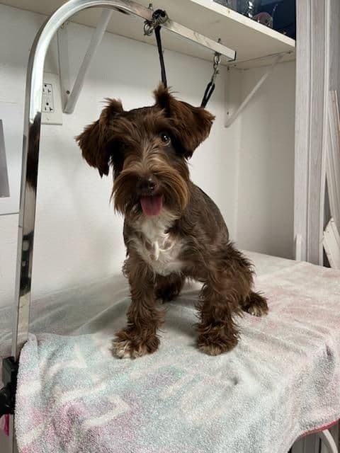 Miniature Schnauzer Puppies breeder image 4