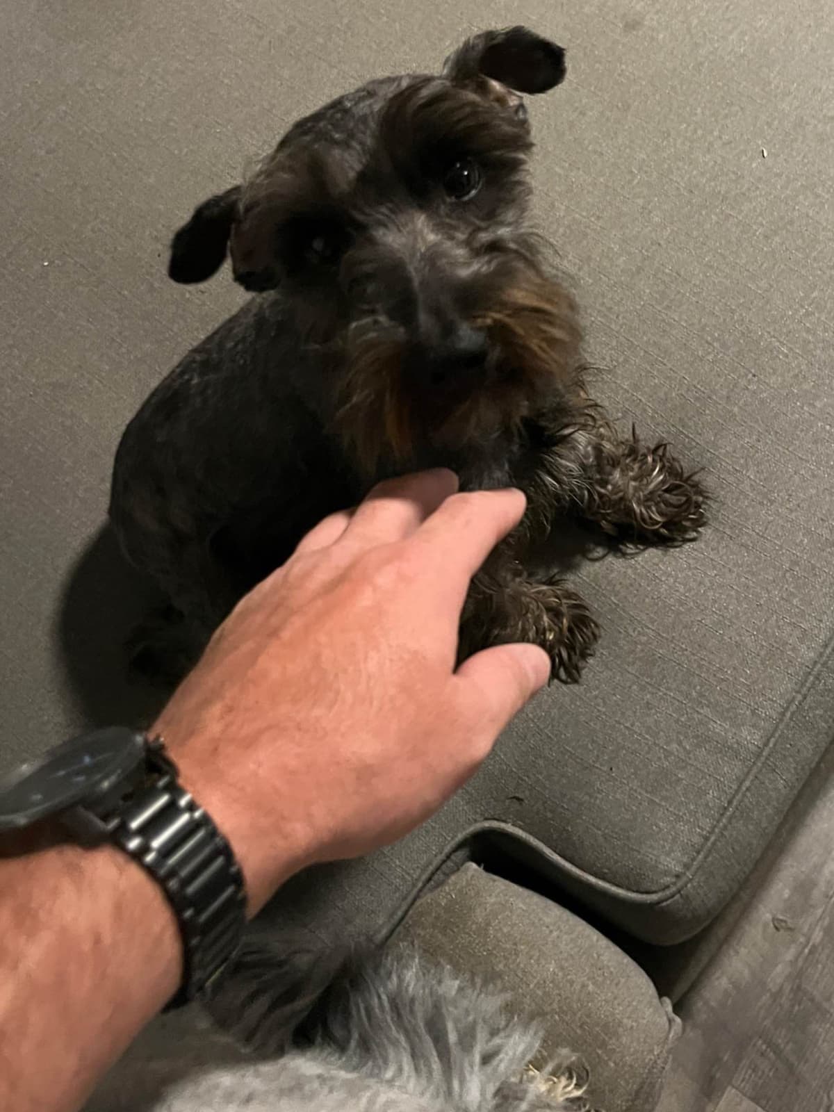 Miniature Schnauzer Puppies breeder image 6