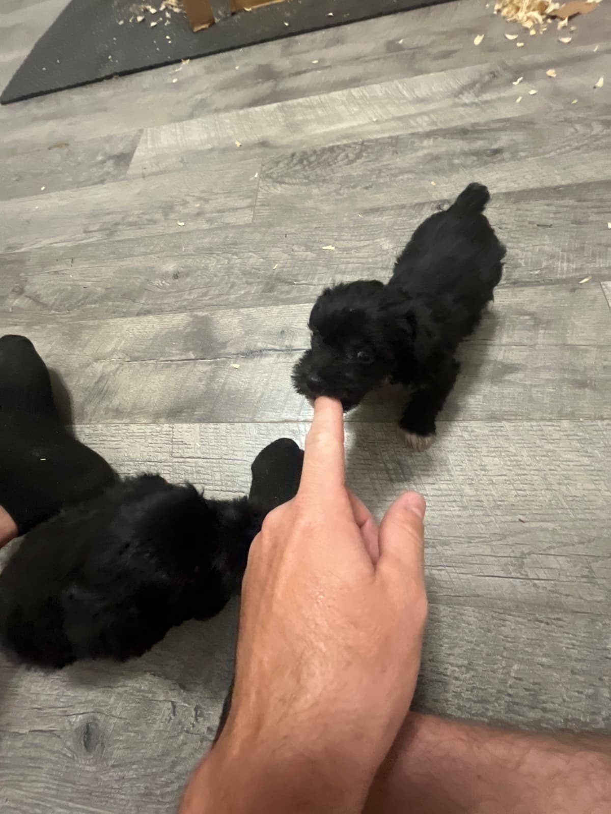 Miniature Schnauzer Puppies breeder image 8