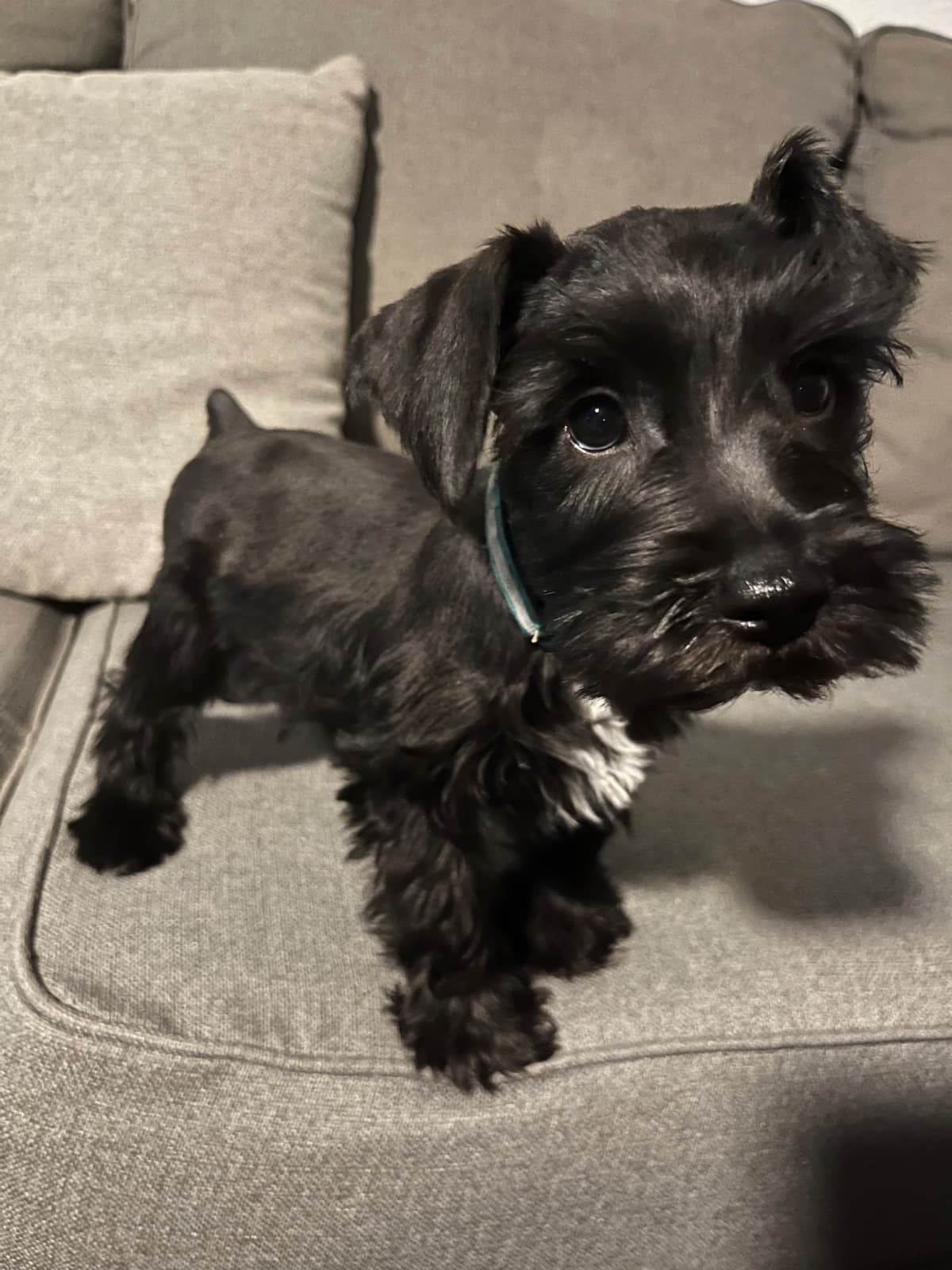 Miniature Schnauzer Puppies breeder image 9