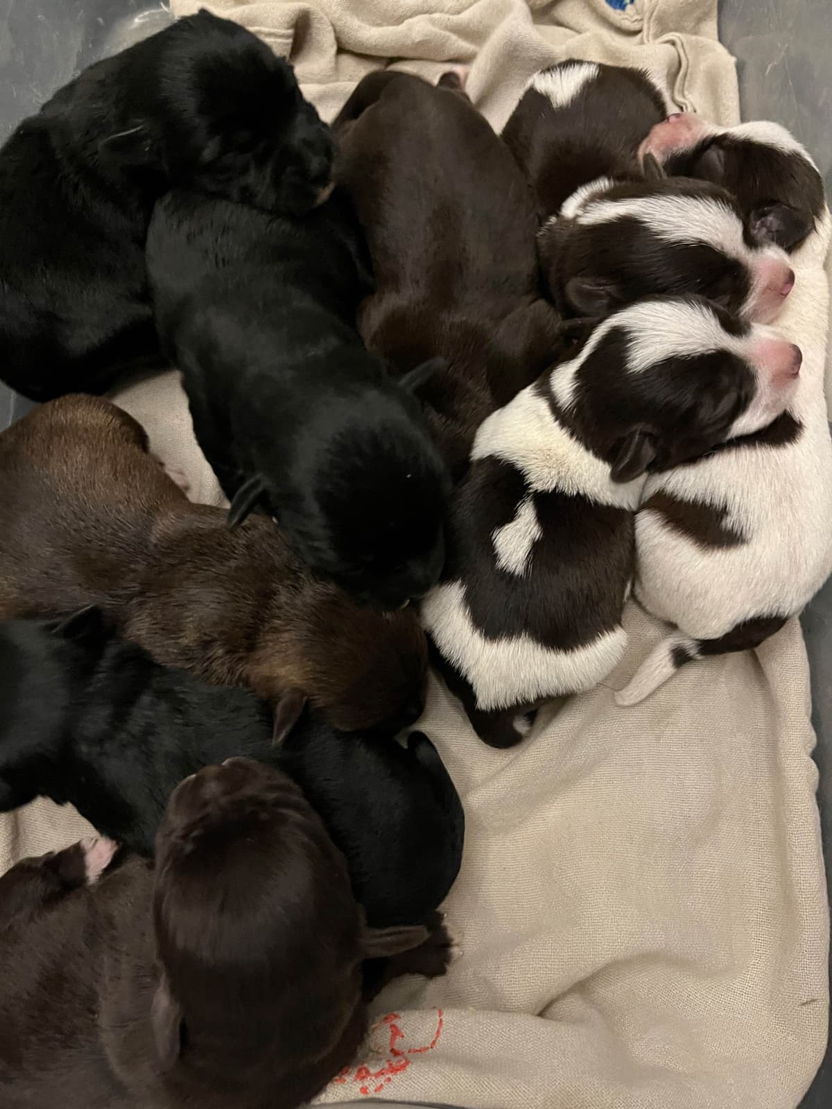 Miniature Schnauzer Puppies breeder image 10