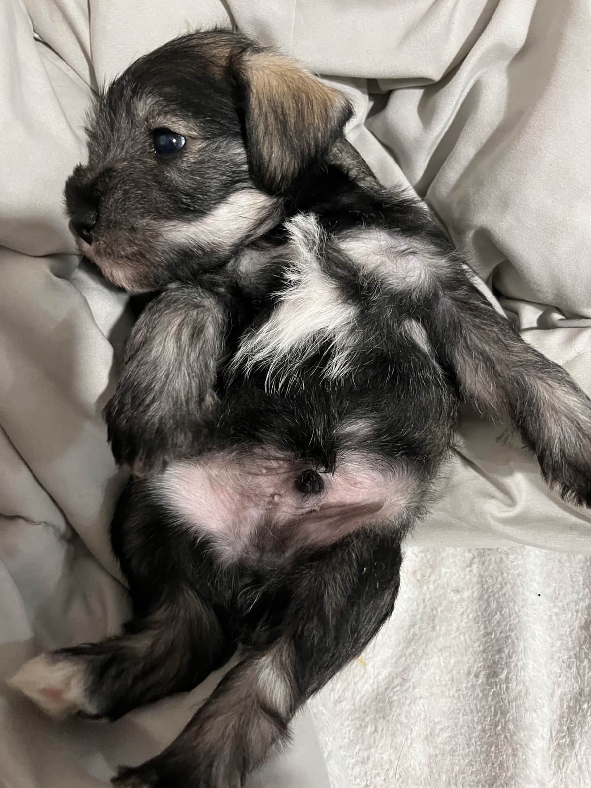 Miniature Schnauzer Puppies breeder image 11