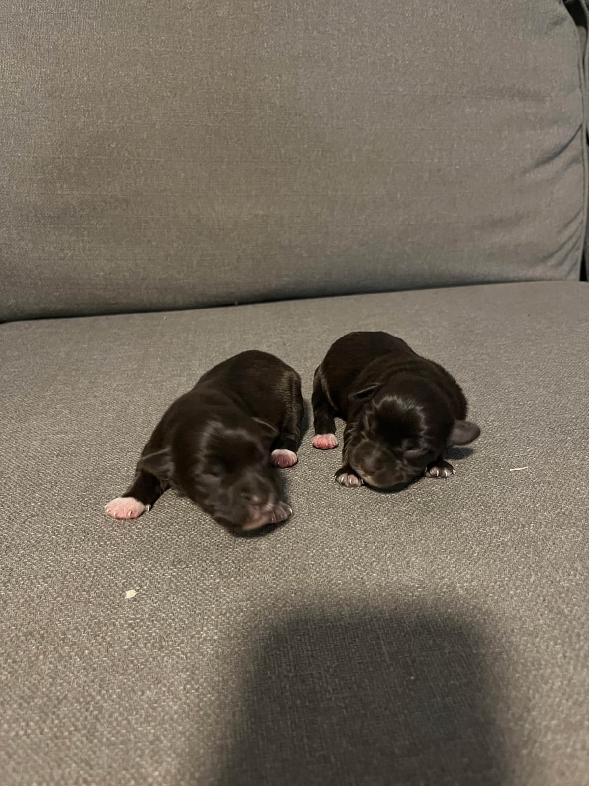 Miniature Schnauzer Puppies breeder image 12