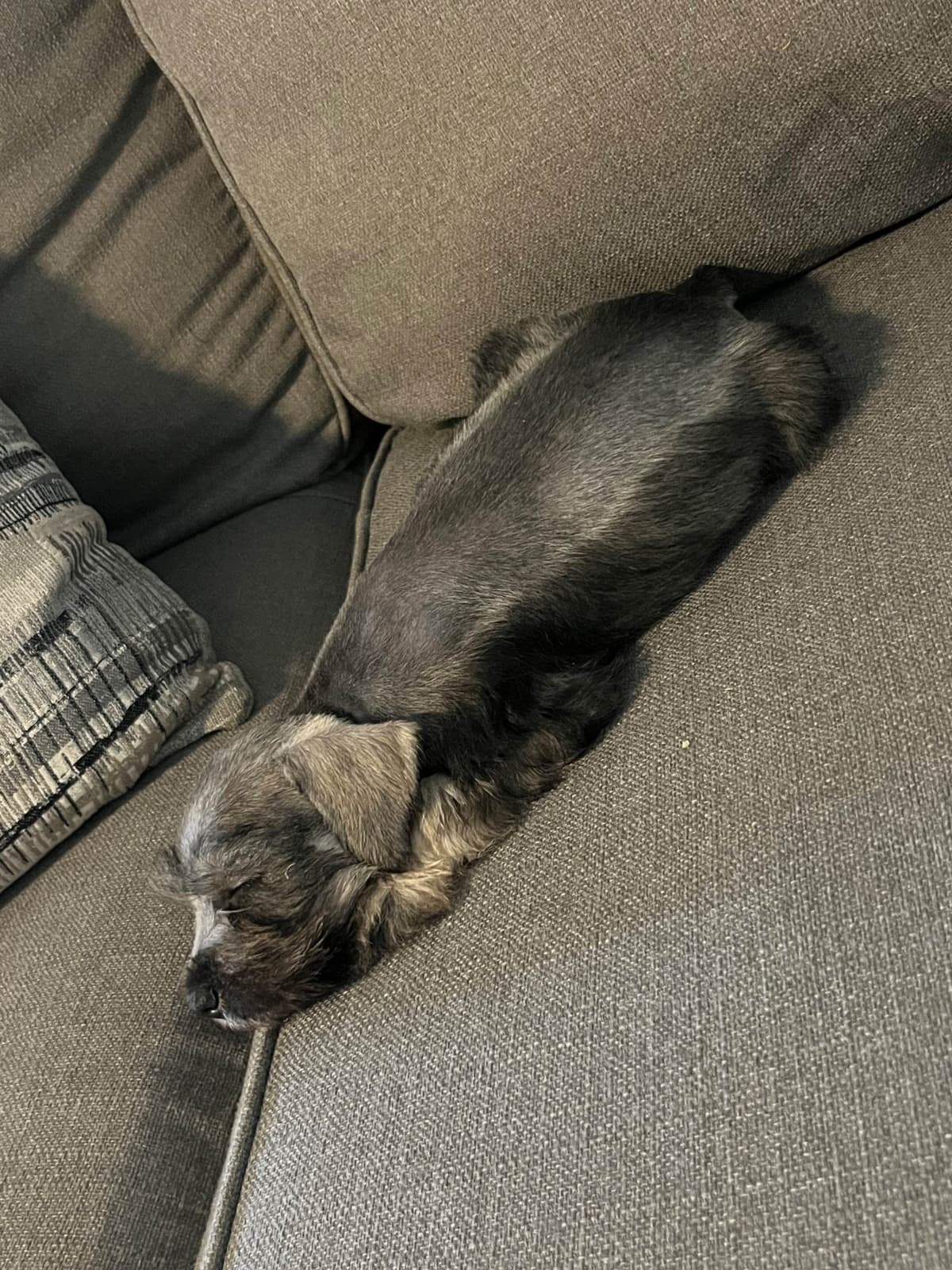 Miniature Schnauzer Puppies breeder image 13