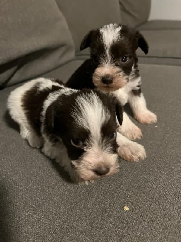 Miniature Schnauzer Puppies breeder image 14