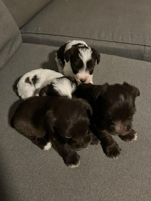 Miniature Schnauzer Puppies breeder image 15