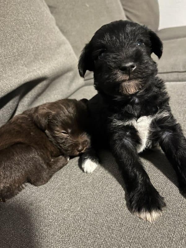 Miniature Schnauzer Puppies breeder image 16