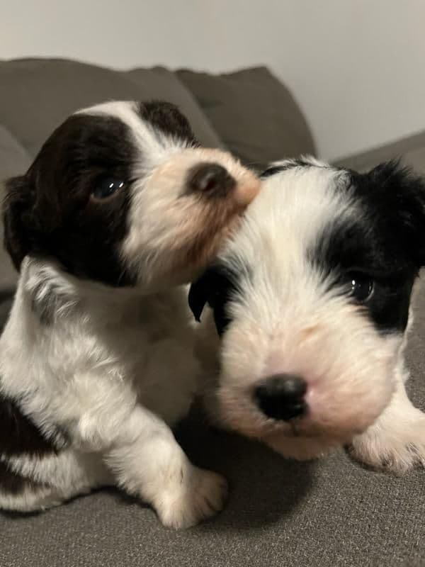 Miniature Schnauzer Puppies breeder image 18