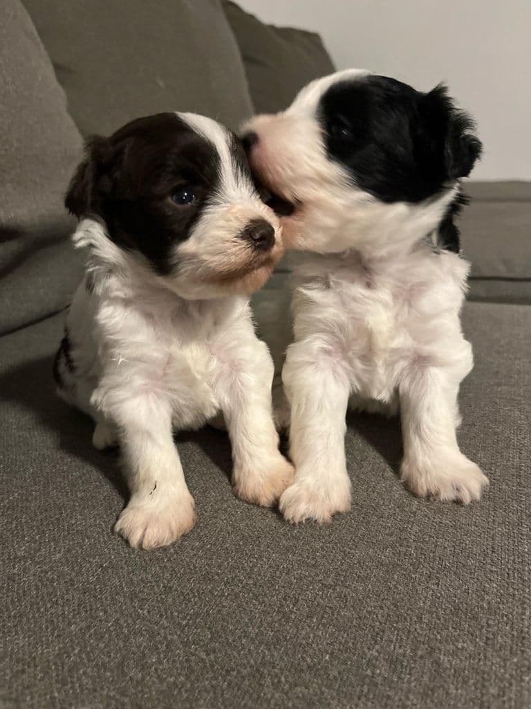 Miniature Schnauzer Puppies breeder image 19
