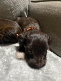 Miniature Schnauzer Puppies media 2