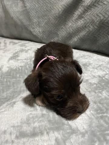 Miniature Schnauzer Puppies media 4