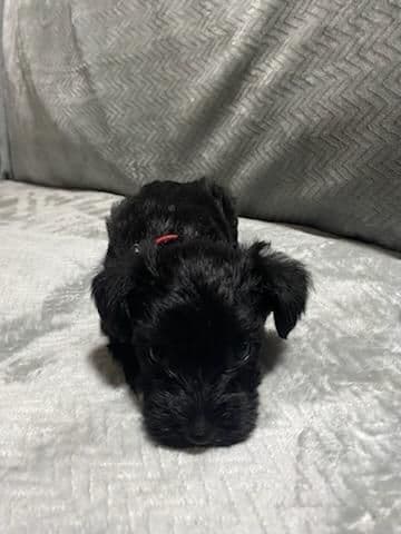 Miniature Schnauzer Puppies media 3