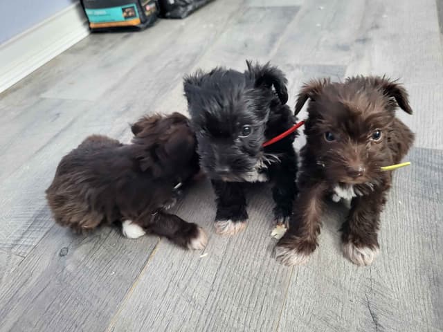 Miniature Schnauzer Puppies media 5