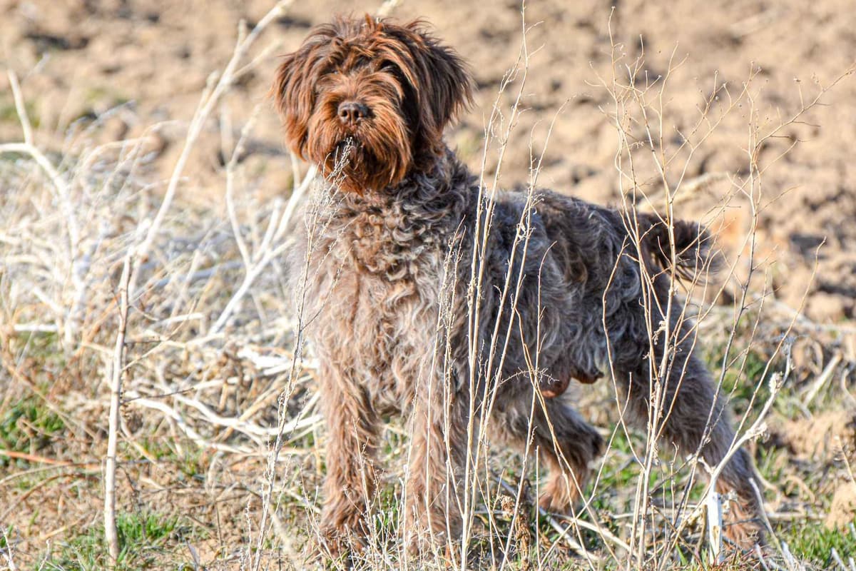 Wirehaired Pointing Griffon Puppies Available! Champion Lineage breeder image 1