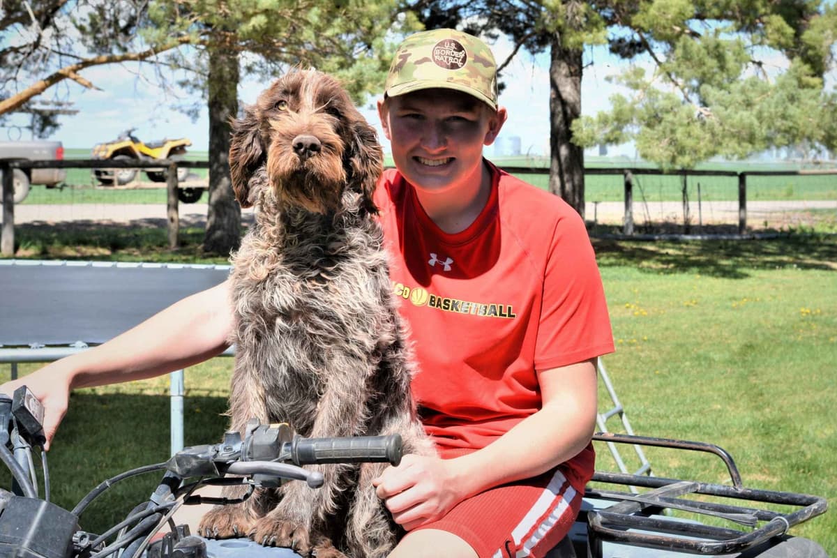 Wirehaired Pointing Griffon Puppies Available! Champion Lineage breeder image 3