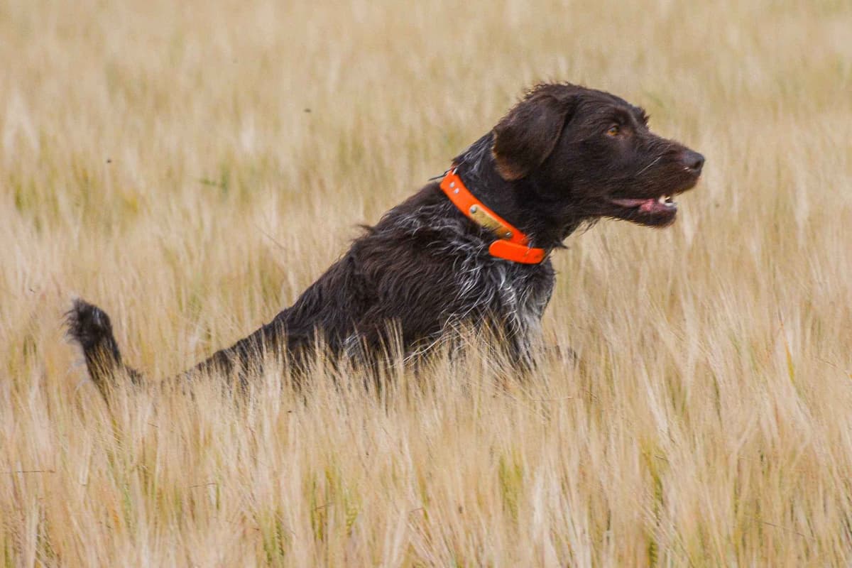 Wirehaired Pointing Griffon Puppies Available! Champion Lineage breeder image 4