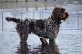Wirehaired Pointing Griffon Puppies Available! Champion Lineage breeder image 6