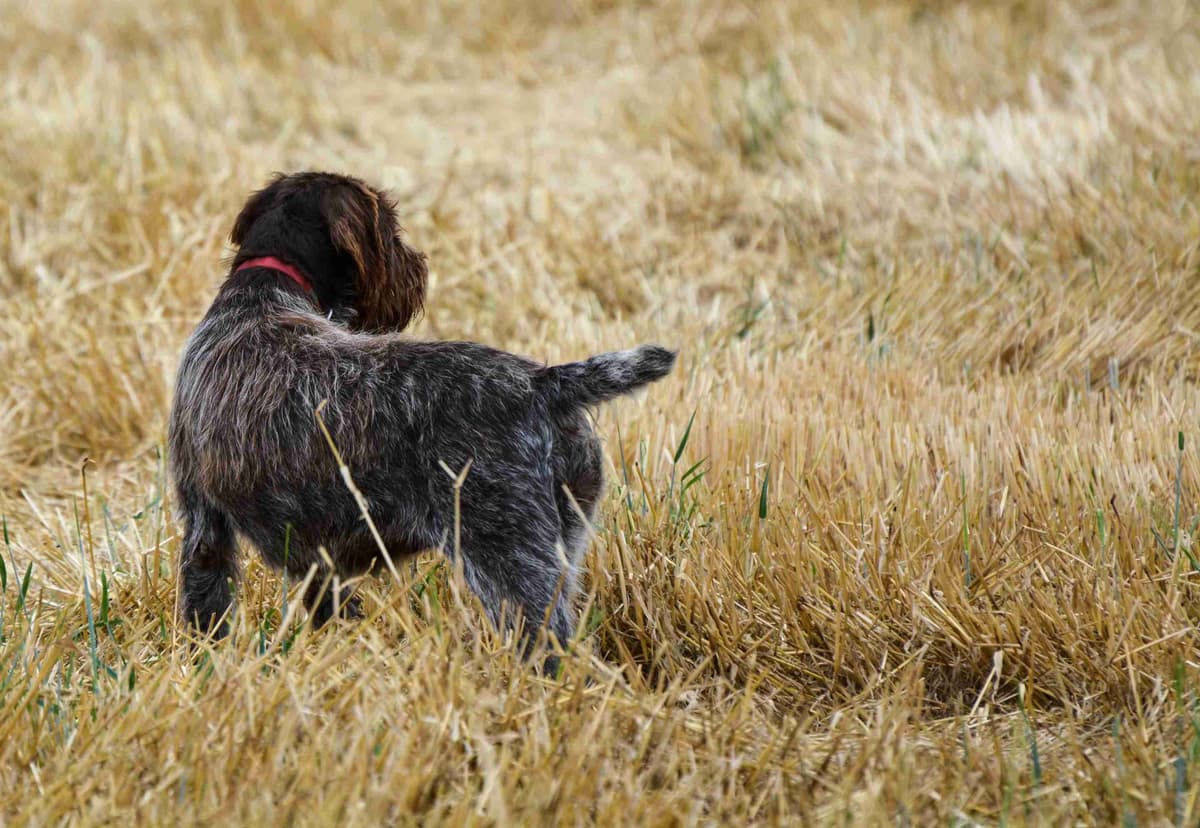 Wirehaired Pointing Griffon Puppies Available! Champion Lineage breeder image 10