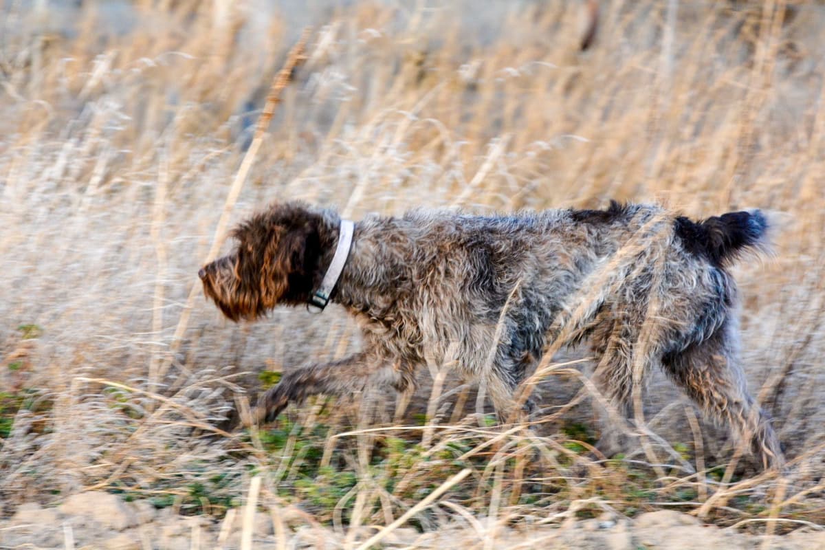 Wirehaired Pointing Griffon Puppies Available! Champion Lineage breeder image 11