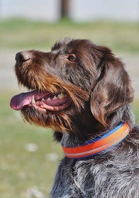 Wirehaired Pointing Griffon Puppies Available! Champion Lineage media 2
