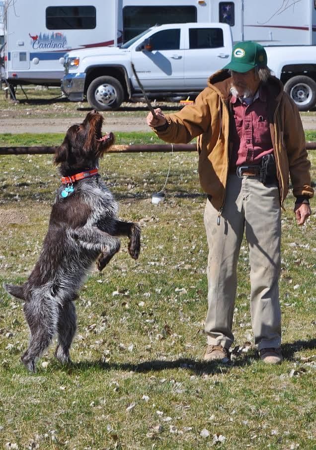 Wirehaired Pointing Griffon Puppies Available! Champion Lineage media 3