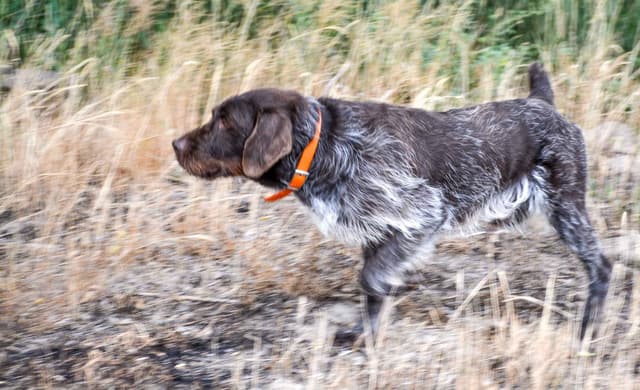 Wirehaired Pointing Griffon Puppies Available! Champion Lineage media 6