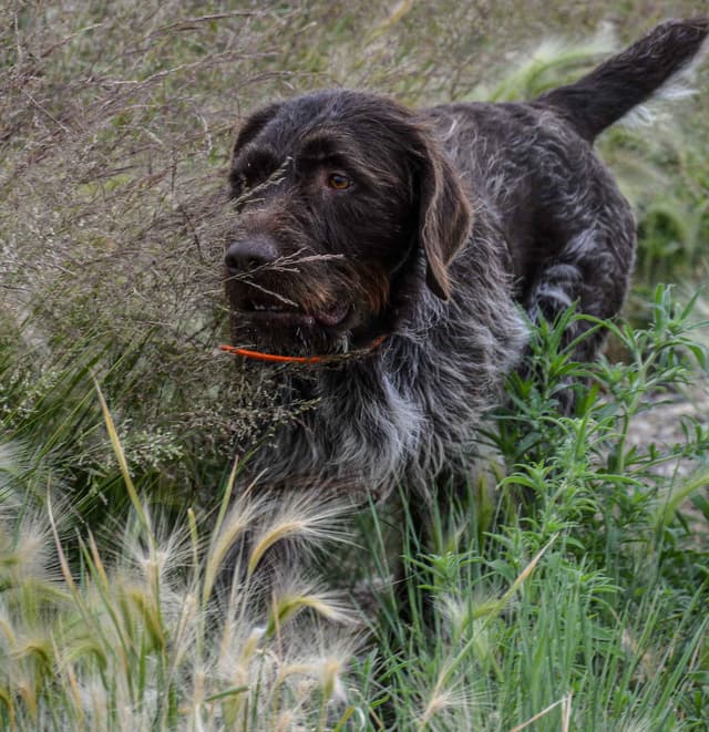 Wirehaired Pointing Griffon Puppies Available! Champion Lineage media 7