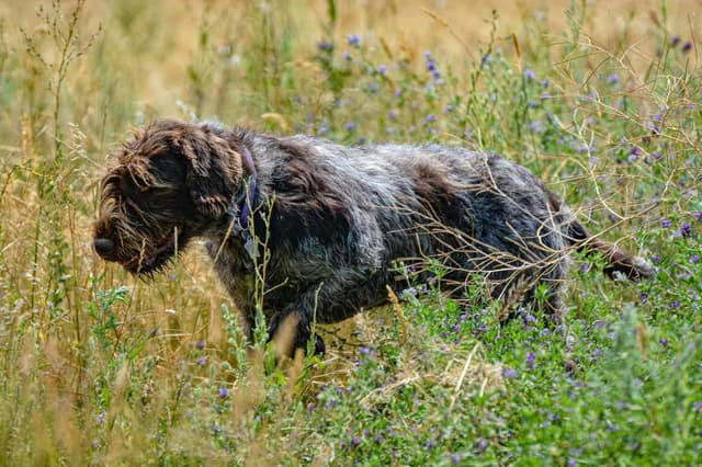 Wirehaired Pointing Griffon Puppies Available! Champion Lineage media 8
