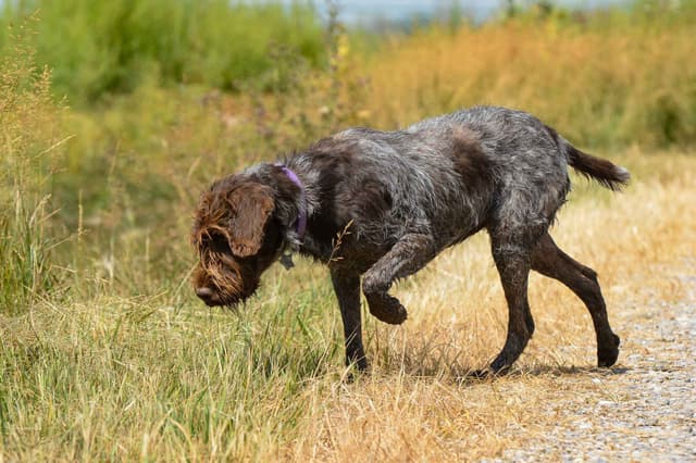 Wirehaired Pointing Griffon Puppies Available! Champion Lineage media 9
