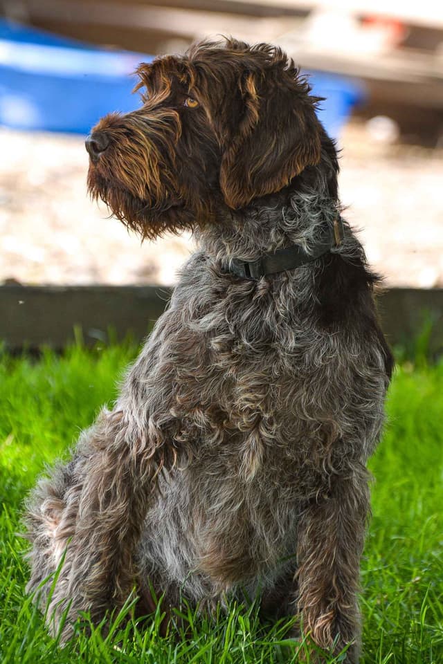 Wirehaired Pointing Griffon Puppies Available! Champion Lineage media 10