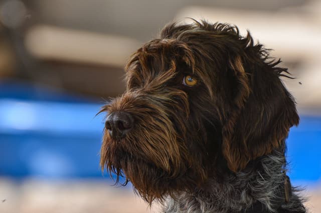 Wirehaired Pointing Griffon Puppies Available! Champion Lineage media 11