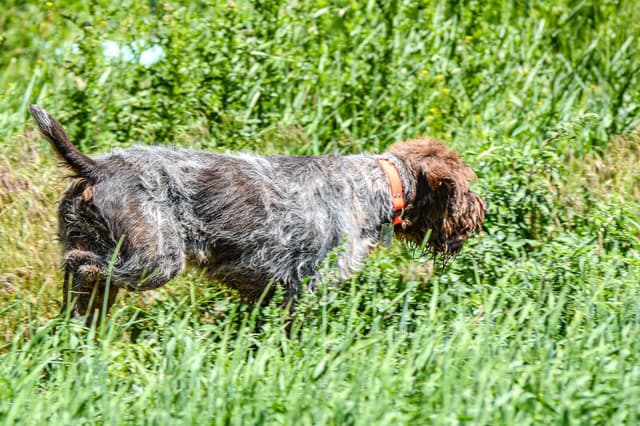Wirehaired Pointing Griffon Puppies Available! Champion Lineage media 12