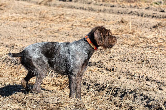 Wirehaired Pointing Griffon Puppies Available! Champion Lineage media 13