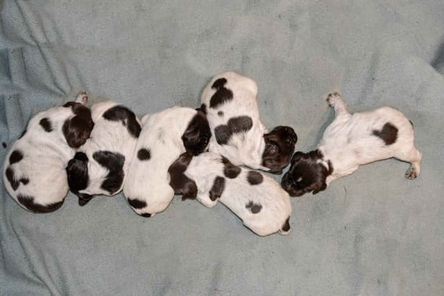Wirehaired Pointing Griffon Puppies Available! Champion Lineage media 14