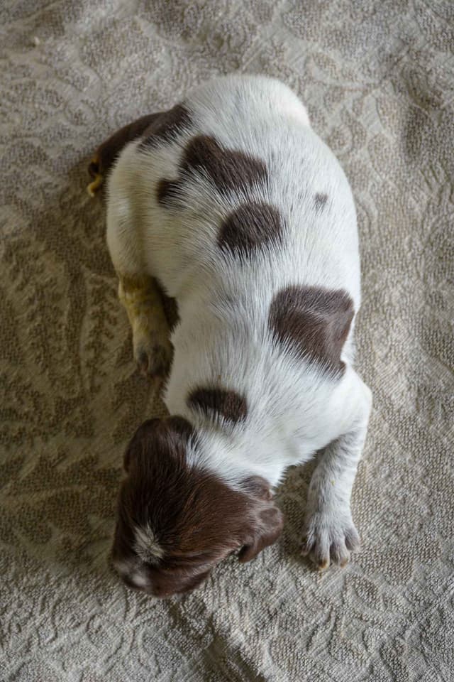Wirehaired Pointing Griffon Puppies Available! Champion Lineage media 15