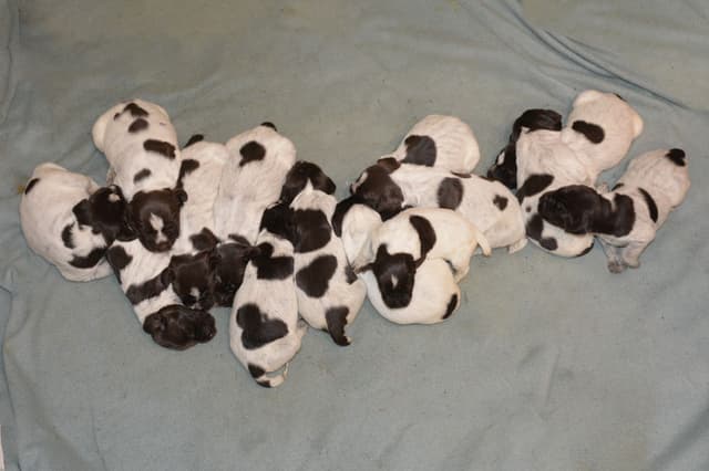 Wirehaired Pointing Griffon Puppies Available! Champion Lineage media 16
