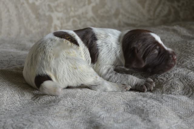 Wirehaired Pointing Griffon Puppies Available! Champion Lineage media 17