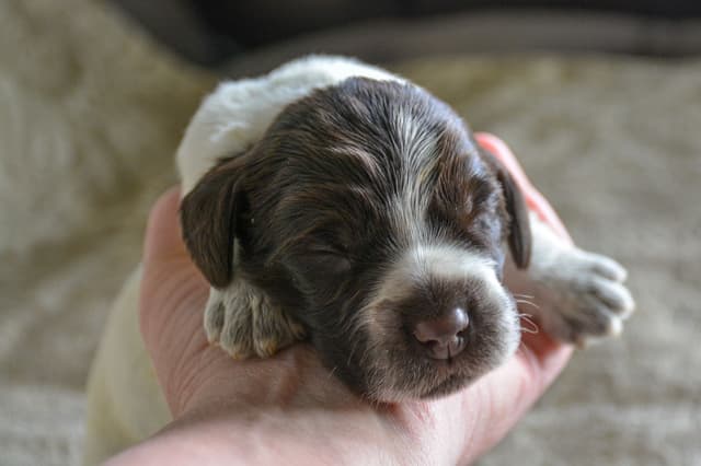 Wirehaired Pointing Griffon Puppies Available! Champion Lineage media 18
