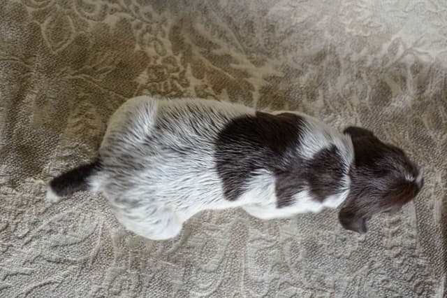 Wirehaired Pointing Griffon Puppies Available! Champion Lineage media 19