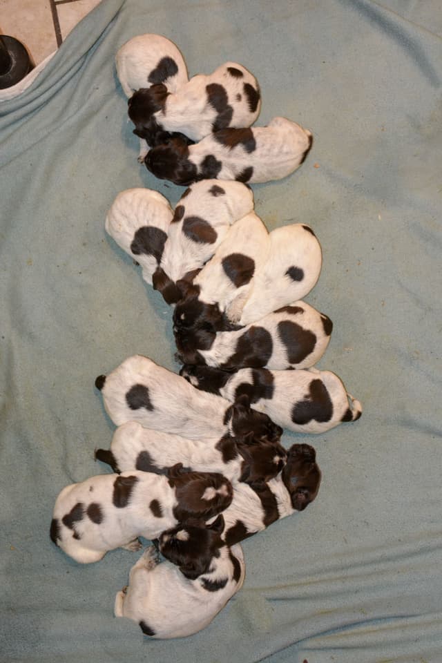 Wirehaired Pointing Griffon Puppies Available! Champion Lineage media 20