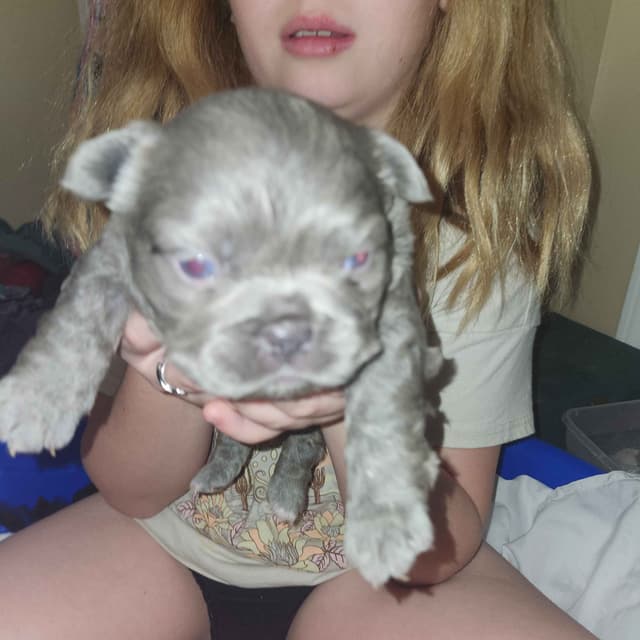 French Bulldog Puppies media 3